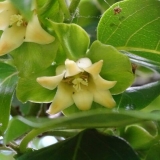 Sorta sharon dragulja: opis sa fotografijom, prednosti